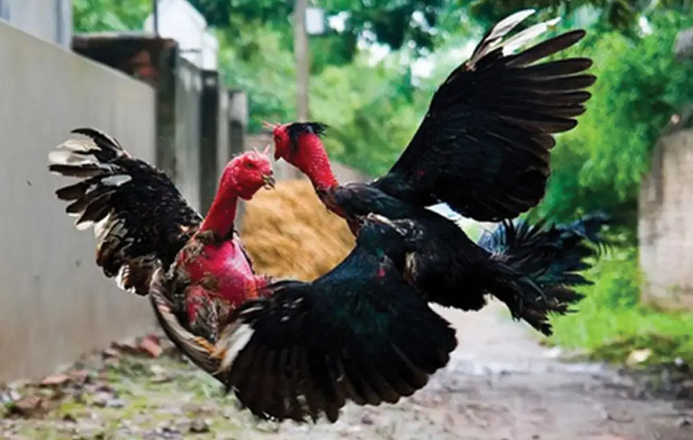 Cách chăm gà chọi: Bí quyết giúp gà chiến lì đòn, luôn thắng 2 Cho gà vần đòn, vần hơi mỗi ngày để nâng cao sức chịu đòn