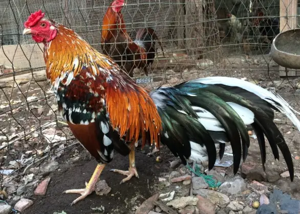 Gà ngũ sắc được xếp vào nhóm linh kê hiếm có