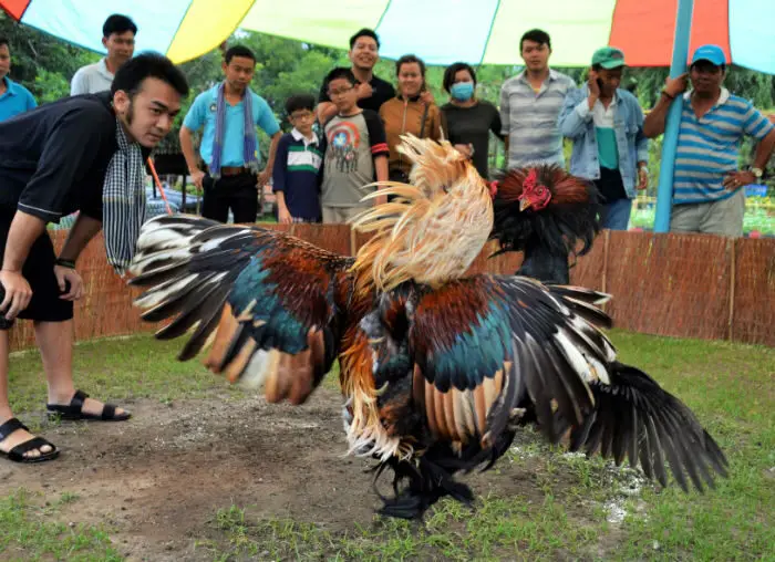 “Nhất điều ô, nhì xám khô, ba ô ướt” cho thấy được tầm quan trọng của cách chọn màu gà chiến