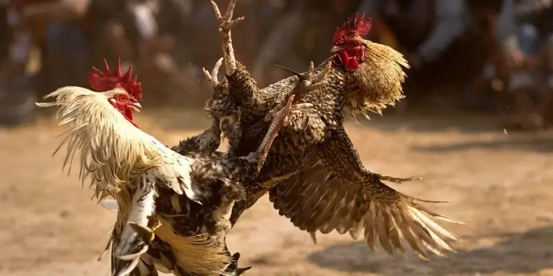 Sân chơi đá gà tại QH88 giúp bạn thể hiện bản lĩnh chiến đấu